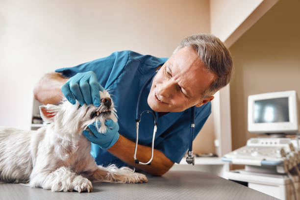Best 24-Hour Dental Clinic Near Me  in St Anne, IL